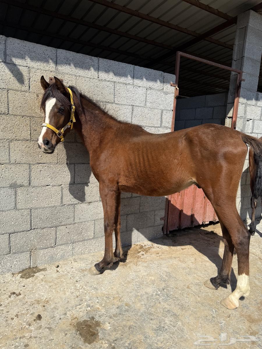 Popular horse632671133706251119