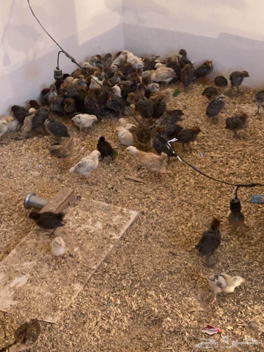 300 local chicks63266282171137110