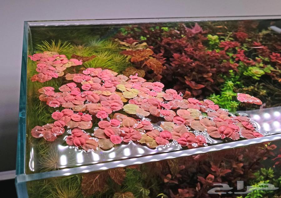 Red floating plants63268274007939115