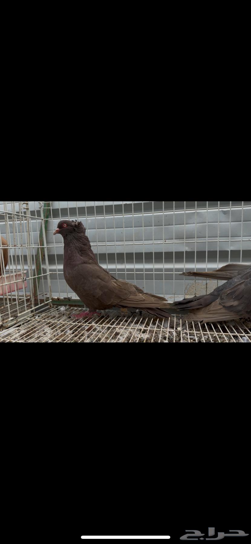 For sale: Maltese walnut, sold63267125039106116