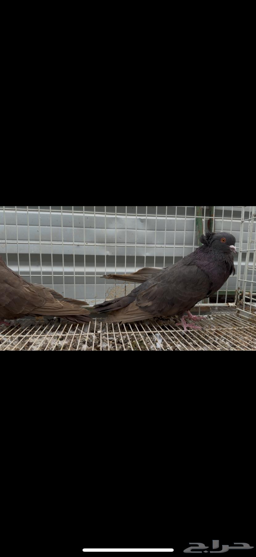 For sale: Maltese walnut, sold63267125039106111