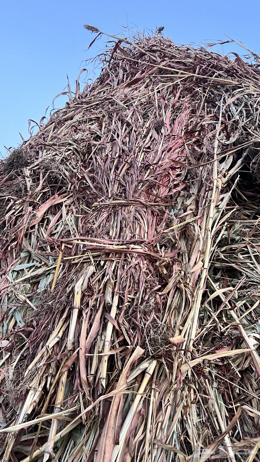 New reed and red grain for sale in Al-Darb63263782011265112