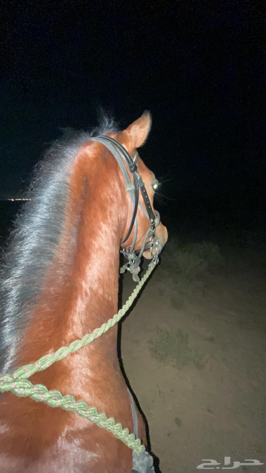 Horse supplies63263775192962112