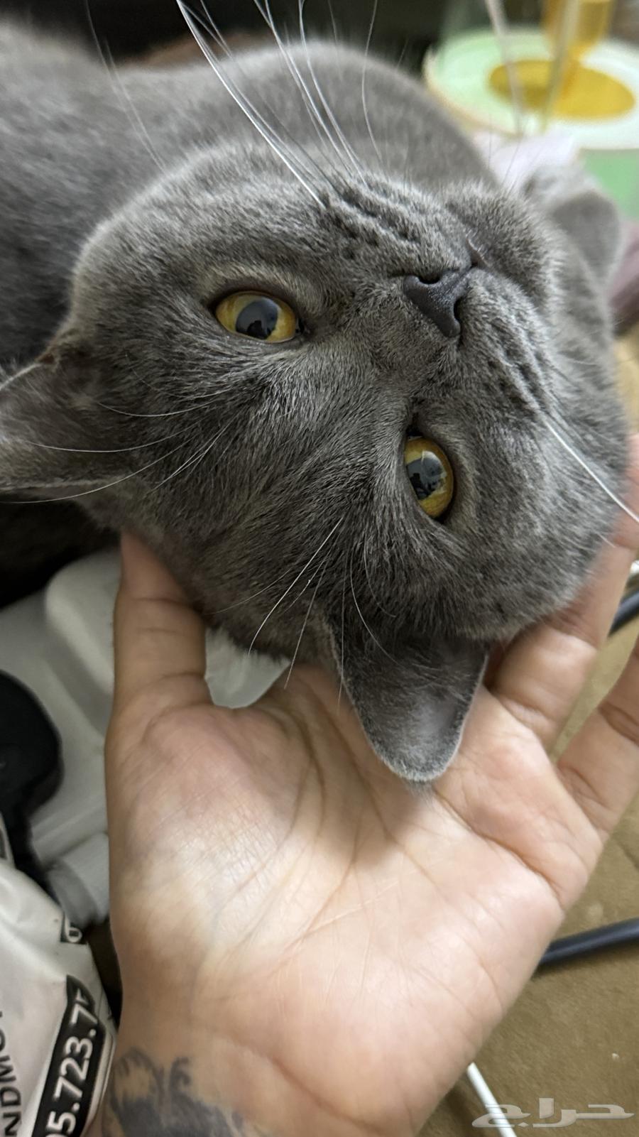 Scottish cats for sale63522985886082111
