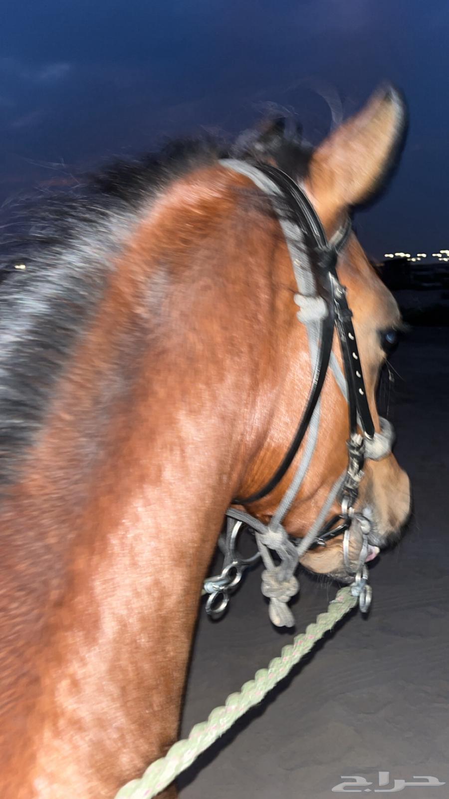 Horse supplies632637751929621124