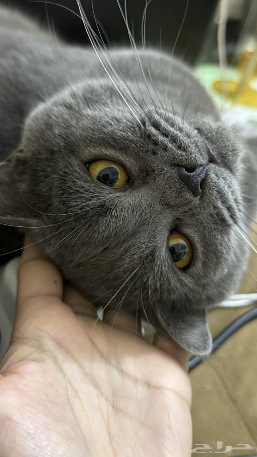 Scottish cats for sale63522985886082113
