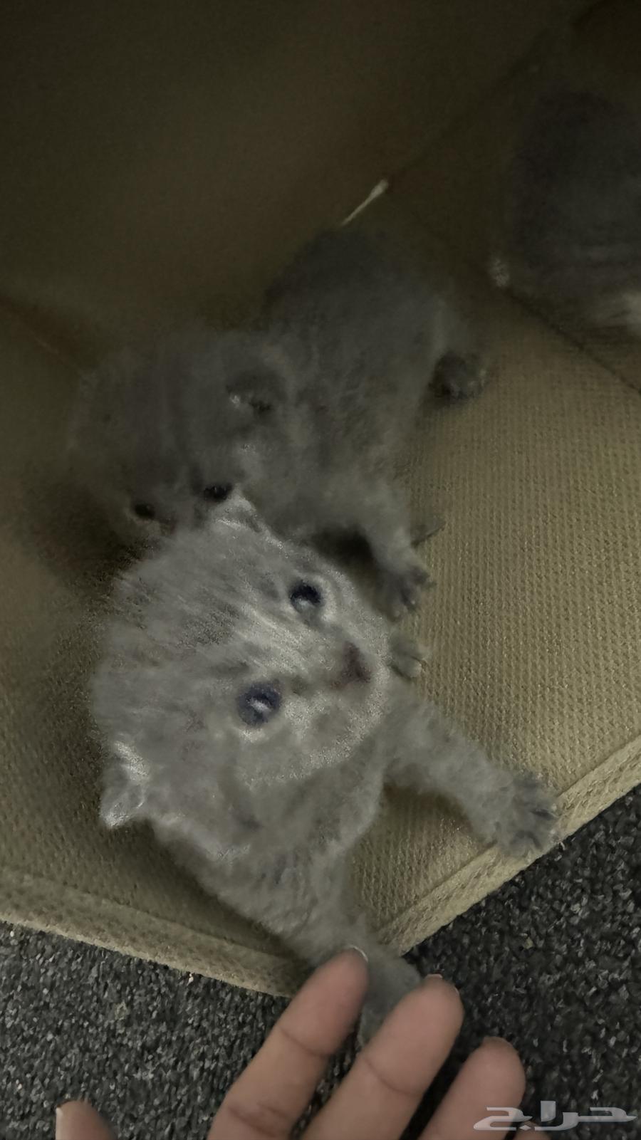 Scottish cats for sale63522985886082114