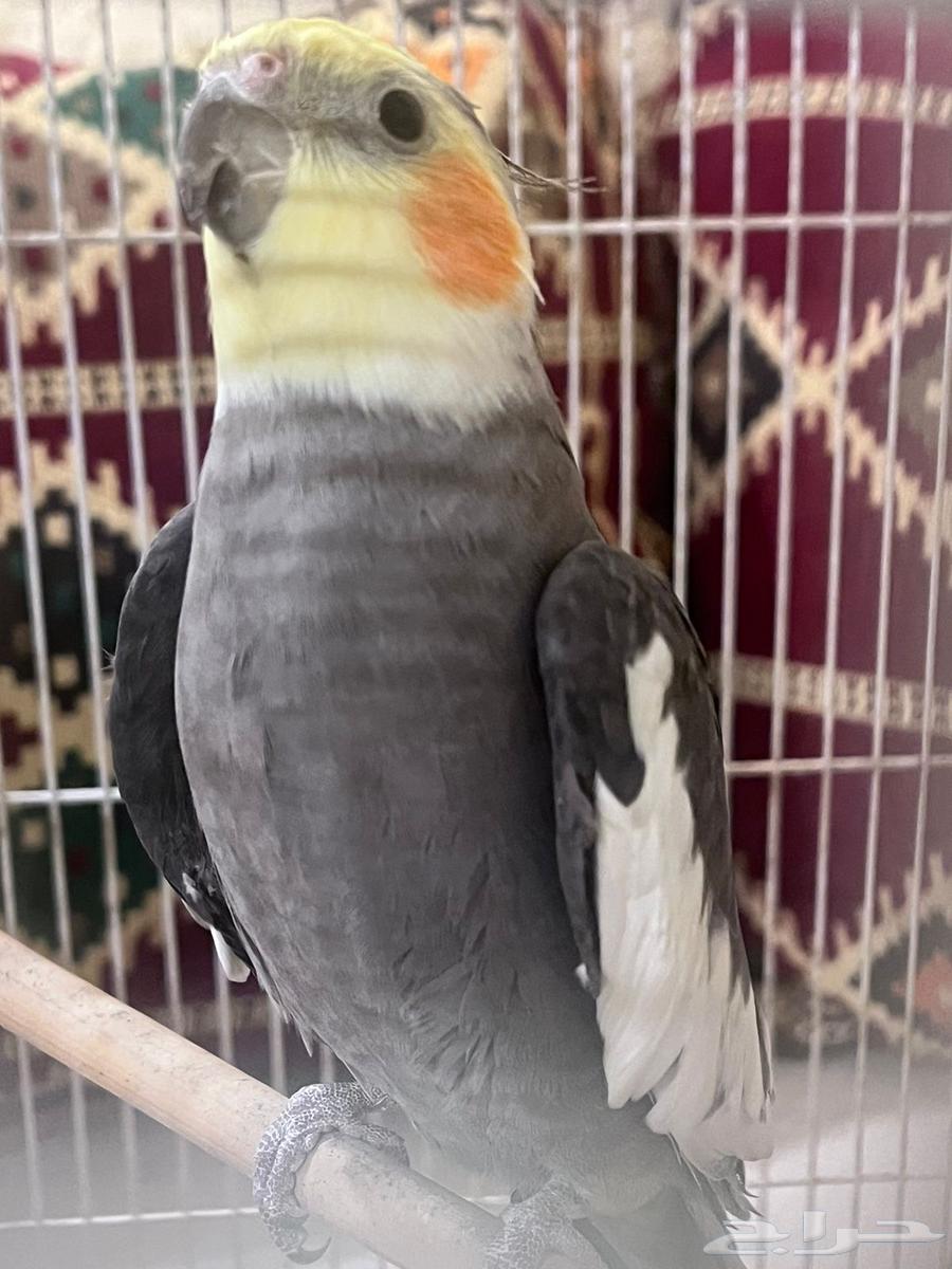 كروان63263171395458112