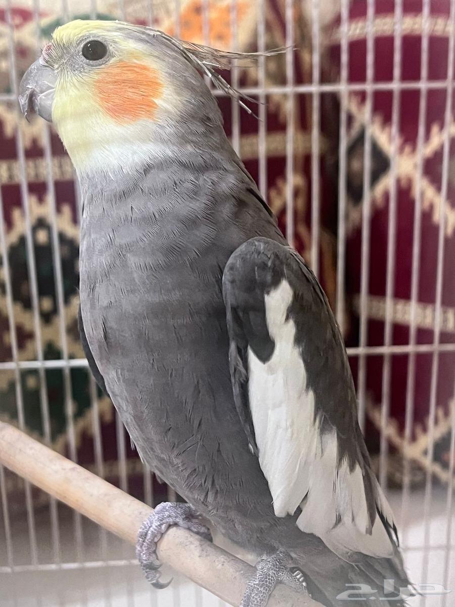 كروان63263171395458113