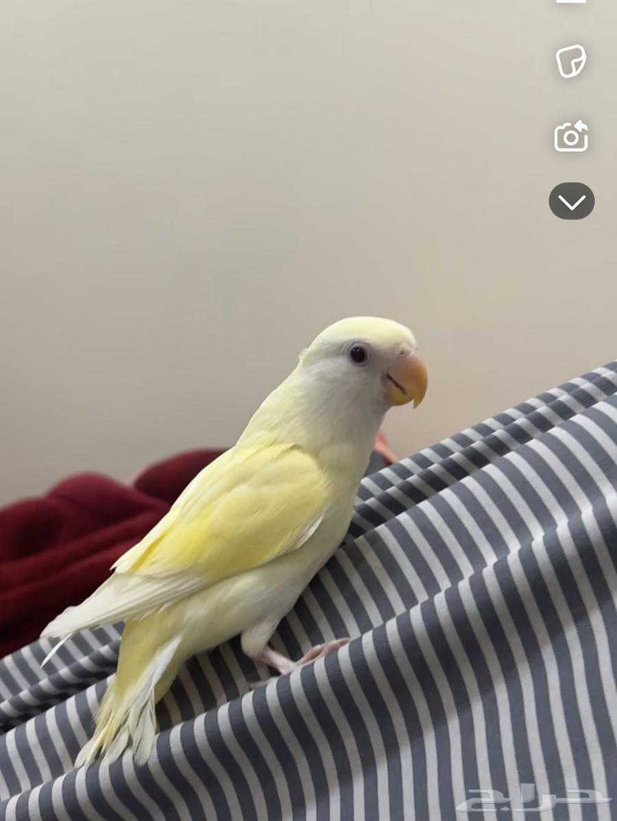 For sale, a 5-month-old chick that can be tamed.63267138655618115