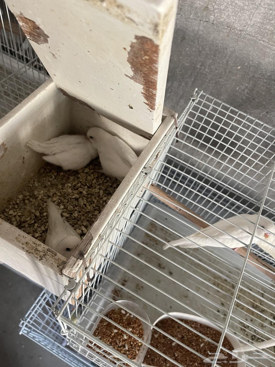 For sale: Albino budgerigar birds with chicks63264821465986117