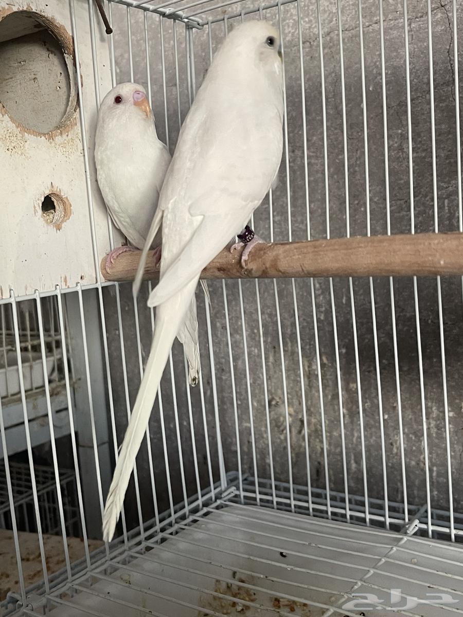 For sale: Albino budgerigar birds with chicks63264821465986112