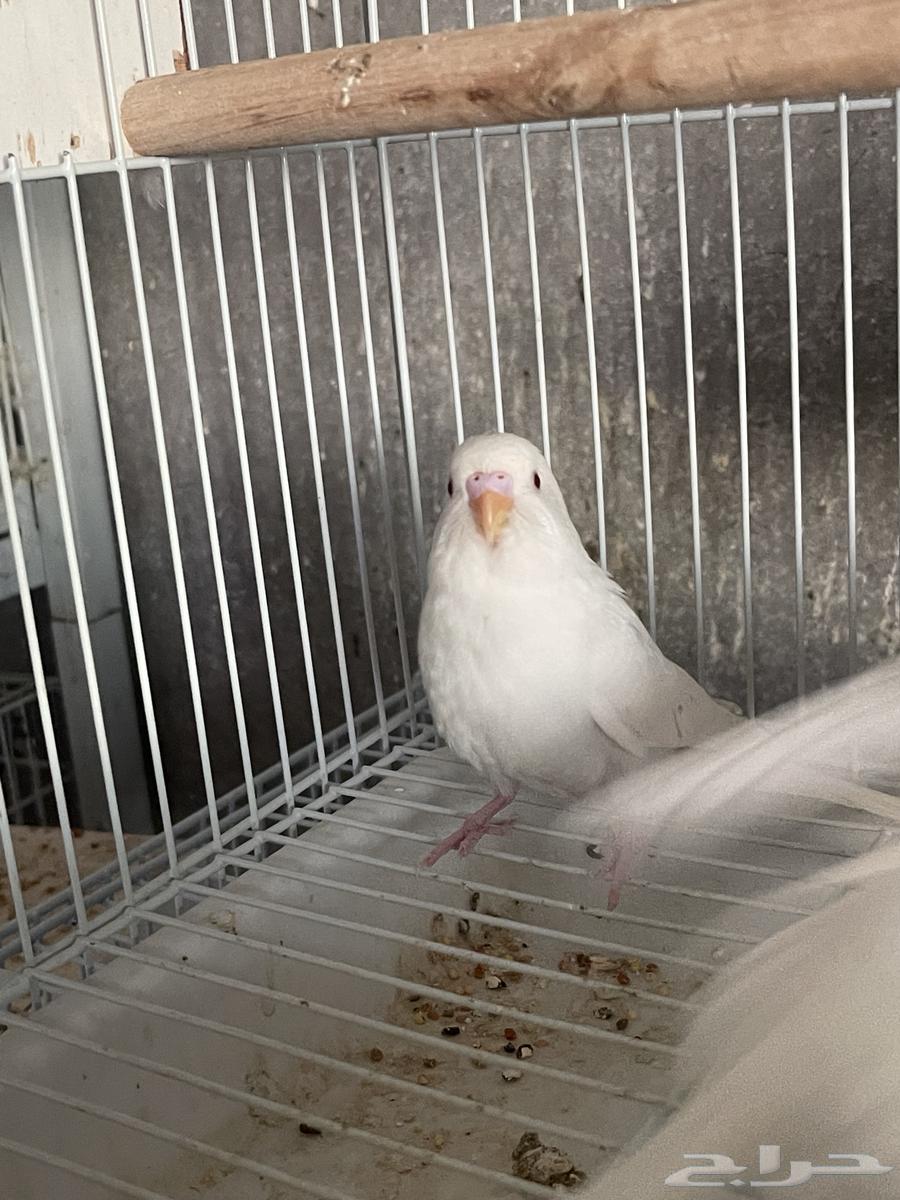For sale: Albino budgerigar birds with chicks63264821465986111