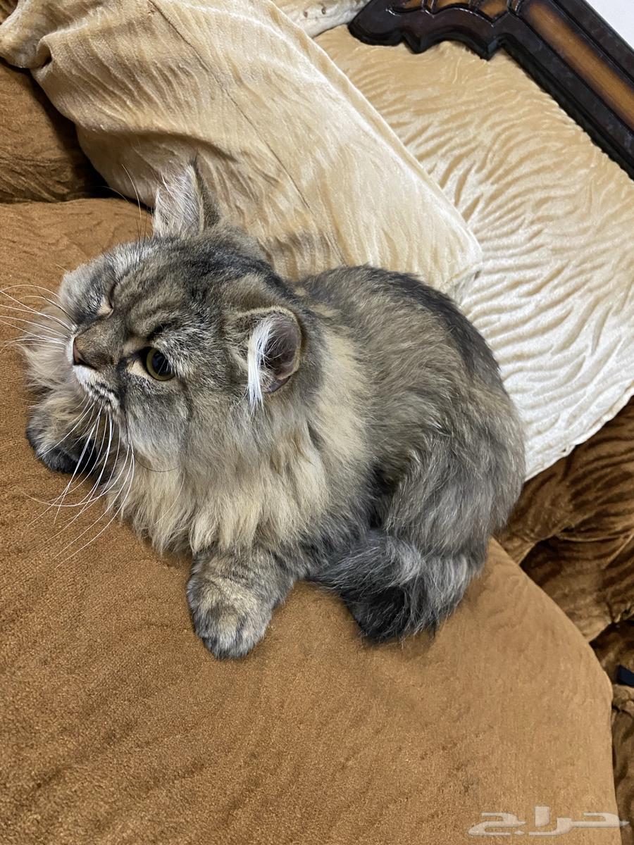 Cat for sale63265316971522110