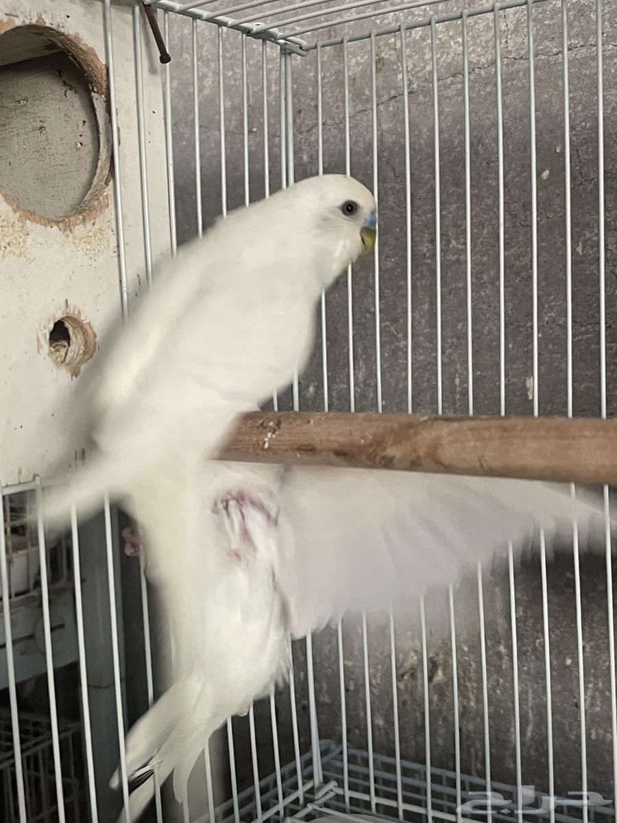 For sale: Albino budgerigar birds with chicks63264821465986113