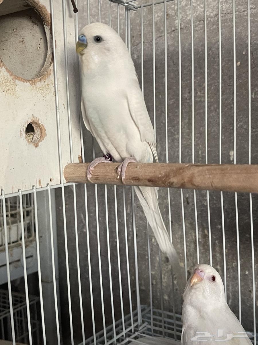 For sale: Albino budgerigar birds with chicks63264821465986114