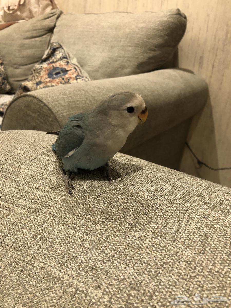 Good morning, little Alfie63263758726657110