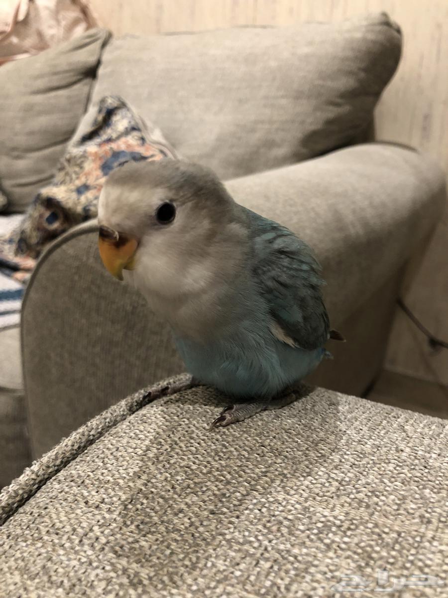Good morning, little Alfie63263758726657111