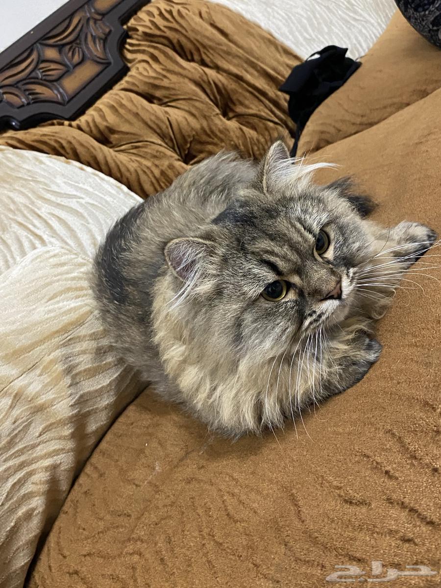 Cat for sale63265316971522111