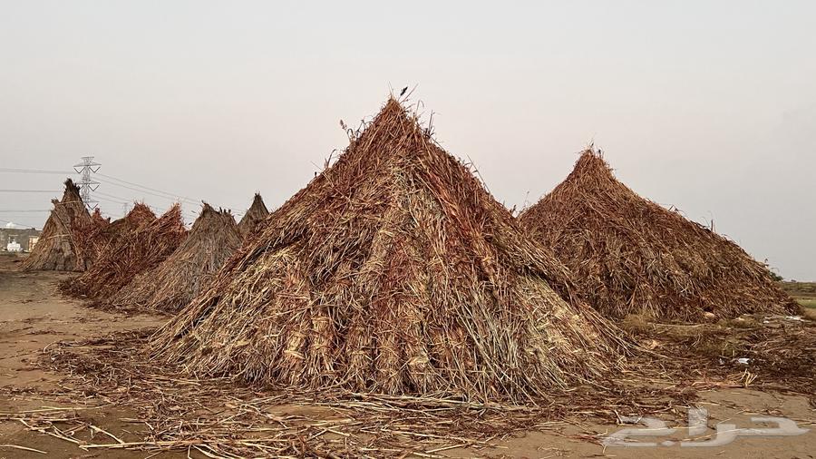 New reed and red grain for sale in Al-Darb63263782011265110