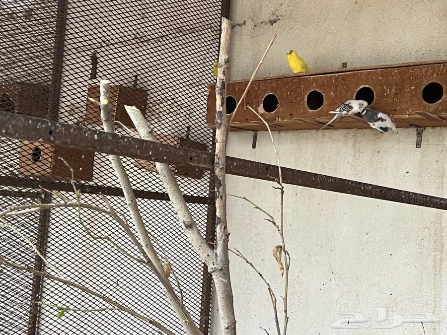 For sale, lovebirds, price by bulk.632643237720351117