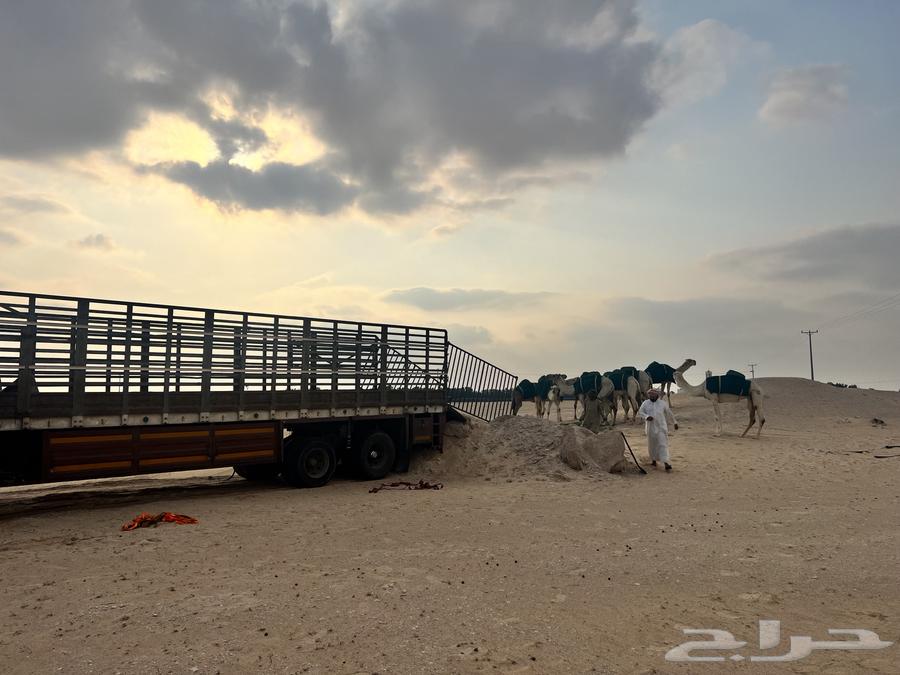 Trailer for transporting apples, 17 meters long63425097329539113