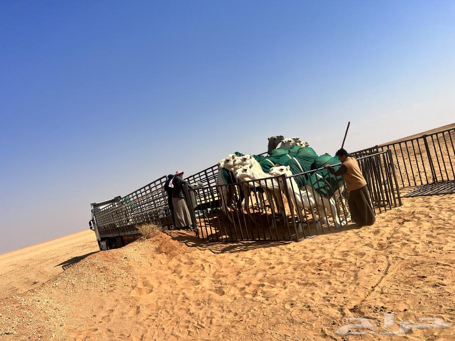 Trailer for transporting apples, 17 meters long63425097329539112