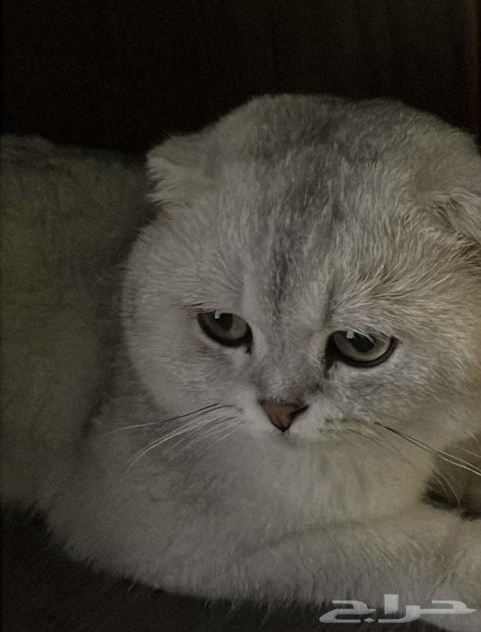 Scottish Fold male cat for breeding63265324514819112