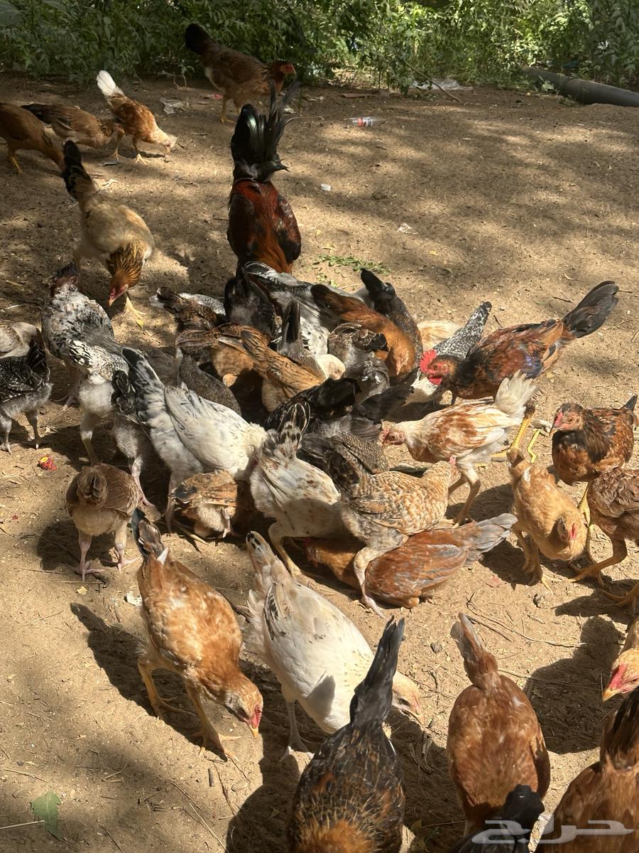 Local chicken63262077856769110