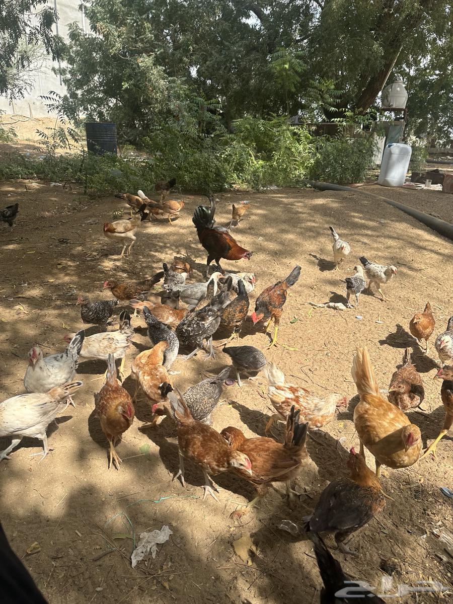 Local chicken63262077856769112