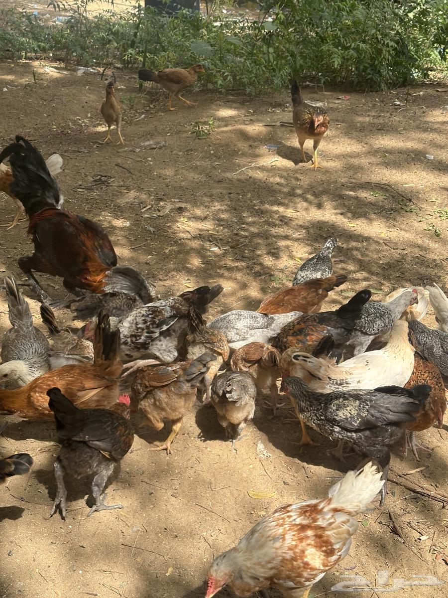 Local chicken63262077856769113