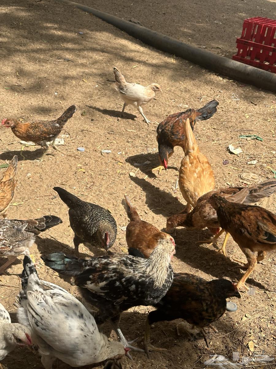 Local chicken63262077856769111
