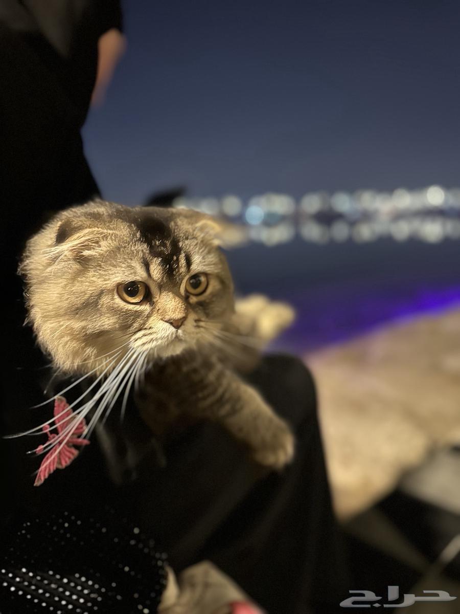 Scottish Fold cat for sale63260979349507112