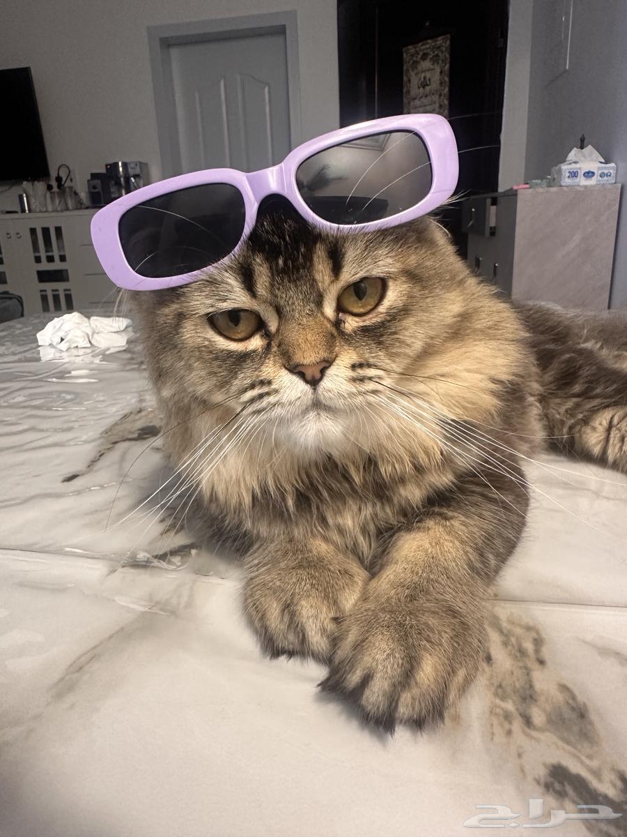 Scottish Fold cat for sale63260979349507112