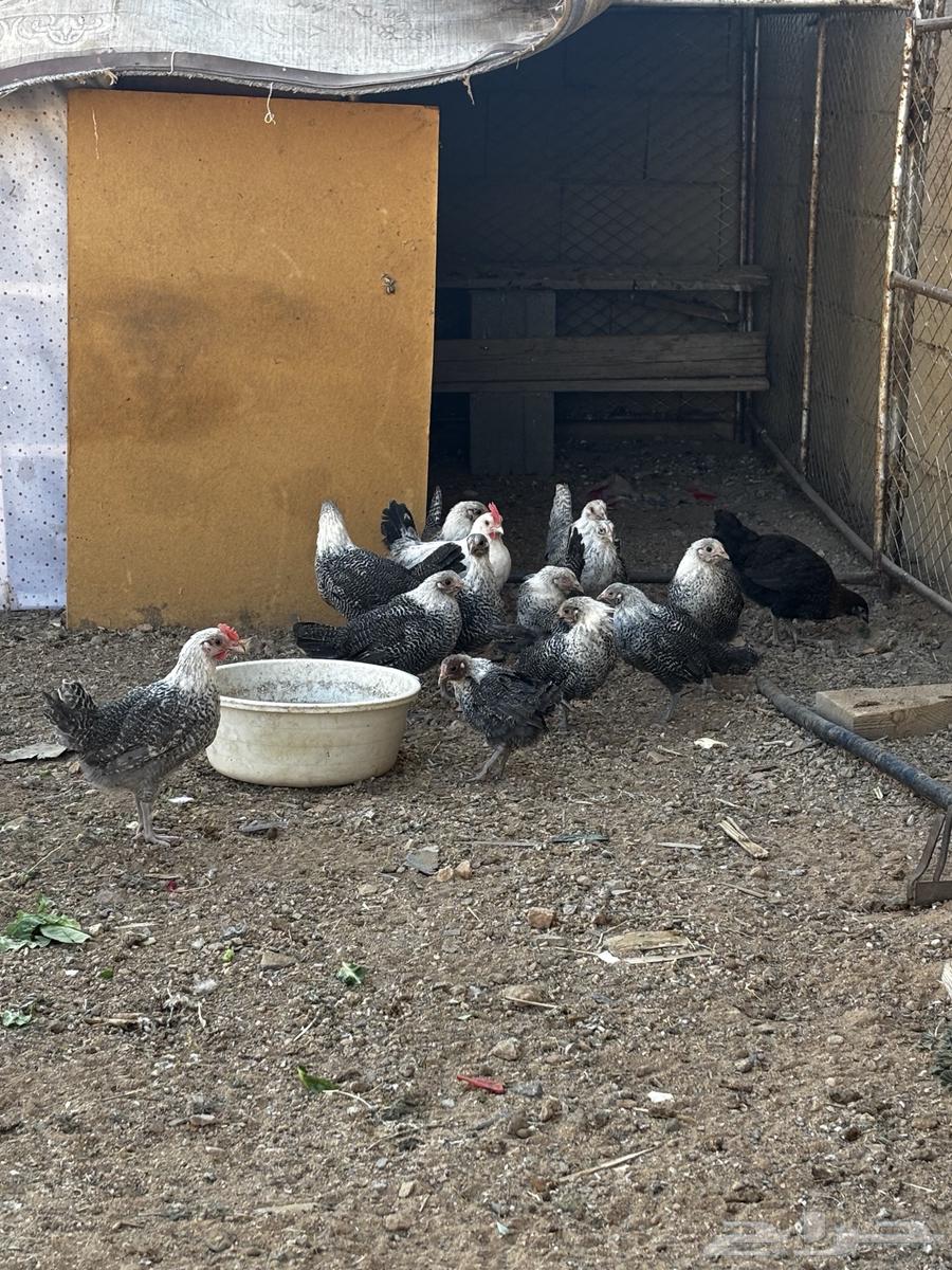 دجاج فيومي632626594938911123