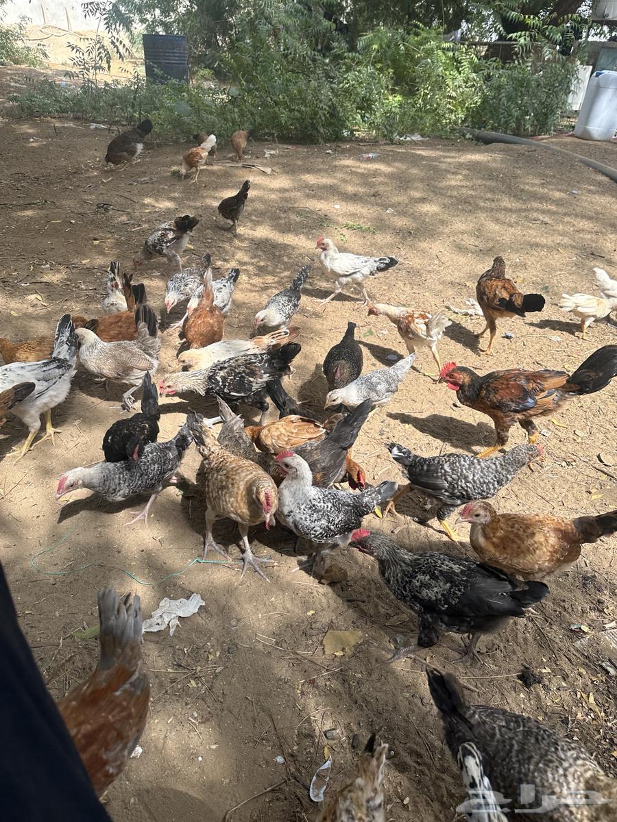 Local chicken63262077856769114