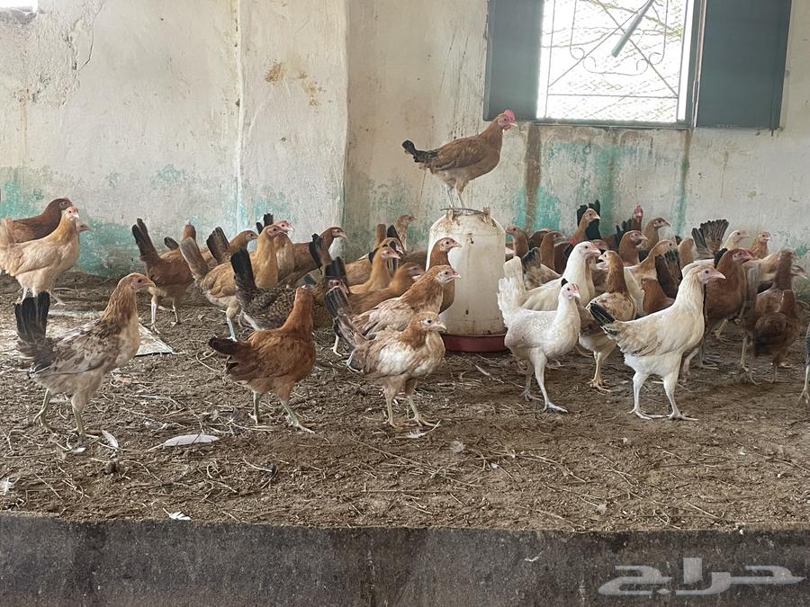 دجاج للبيع المتبقي بسعر مناسب63262652487681112