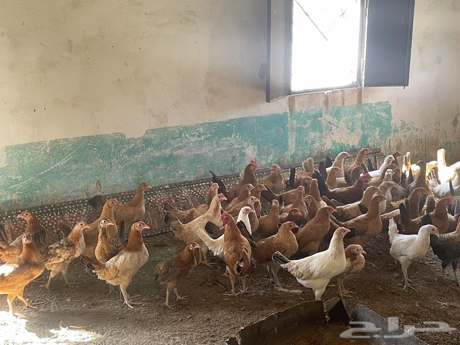 دجاج للبيع المتبقي بسعر مناسب63262652487681111