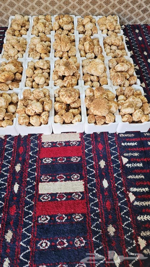 فقع زبيدي بلدي طازج وجديد63262073736195115