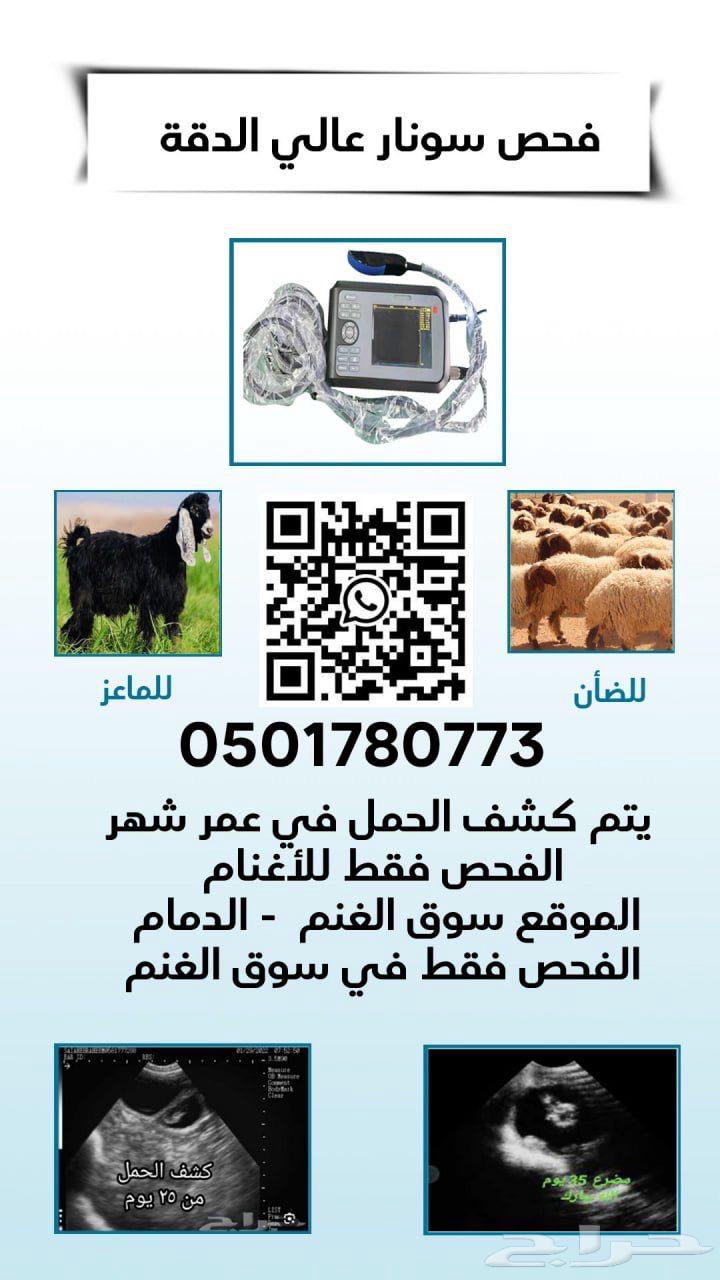 Sheep ultrasound examination only632648048373771123