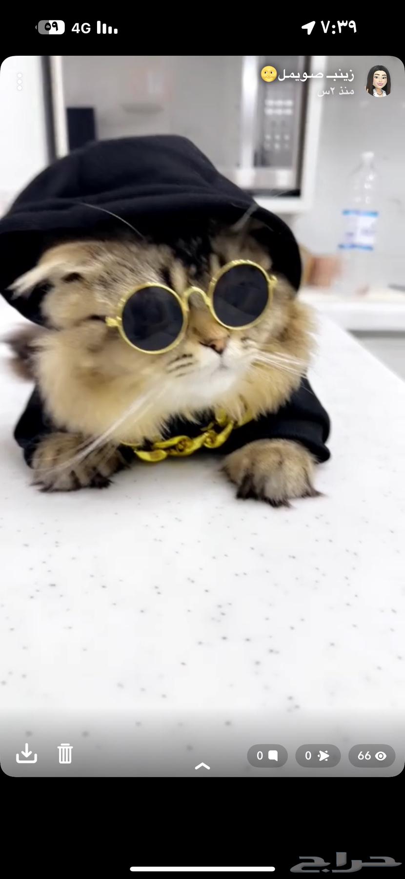 Scottish Fold cat for sale63260979349507111