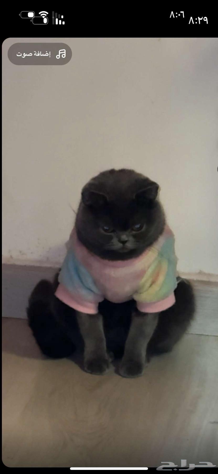 The cat breed is Skog.63261509405057111