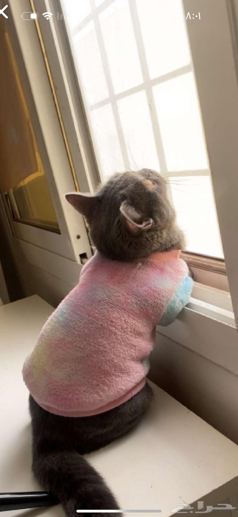 The cat breed is Skog.63261509405057113