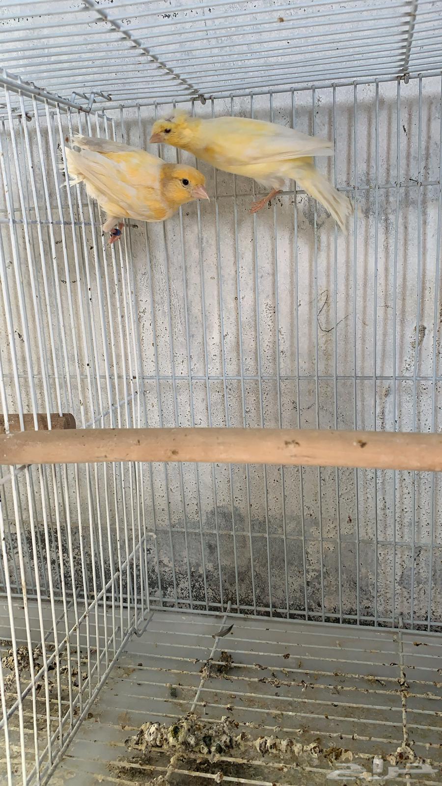 Female canary for sale63261521842433116