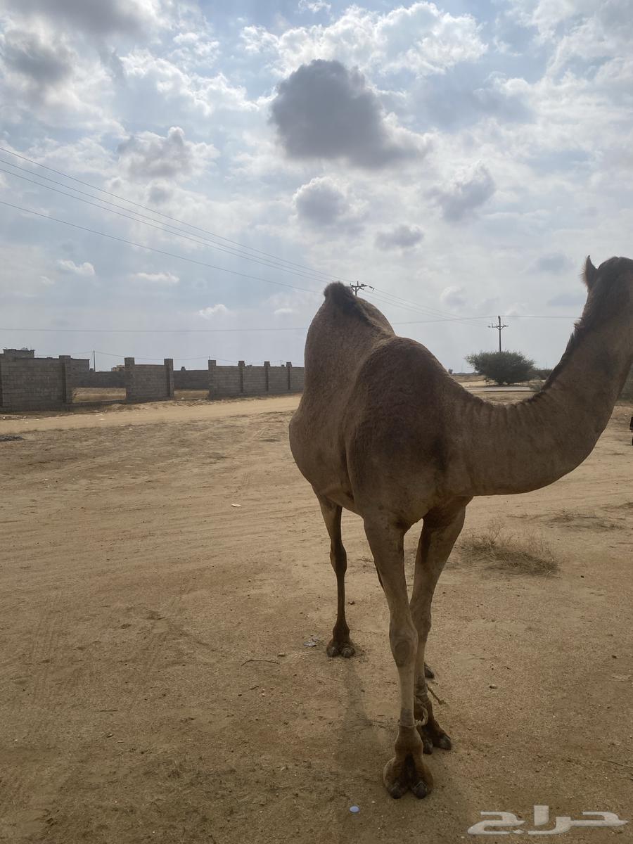 A red camel63260448324993110