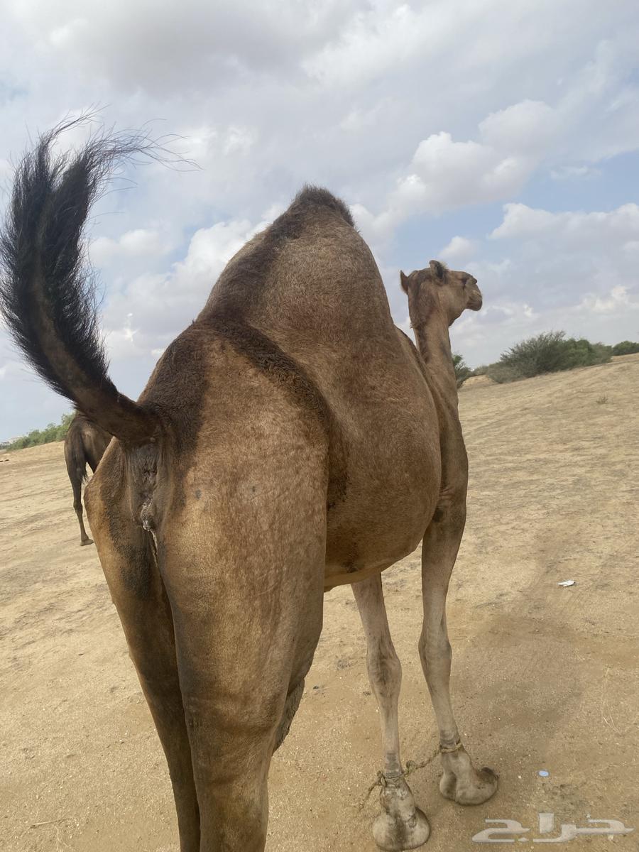 A red camel63260448324993112