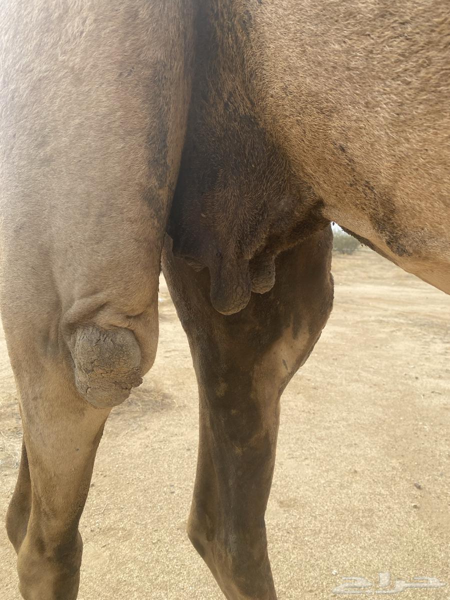 A red camel63260448324993111