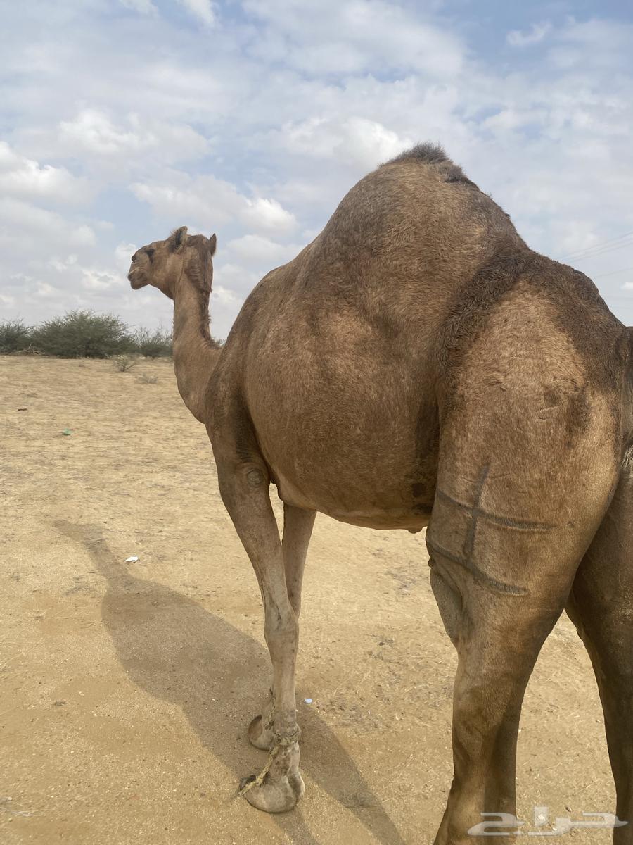 A red camel63260448324993113