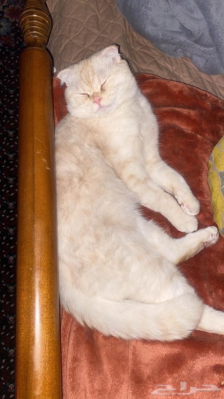 One-year-old Scottish Fold cat with all its accessories63259411367298111