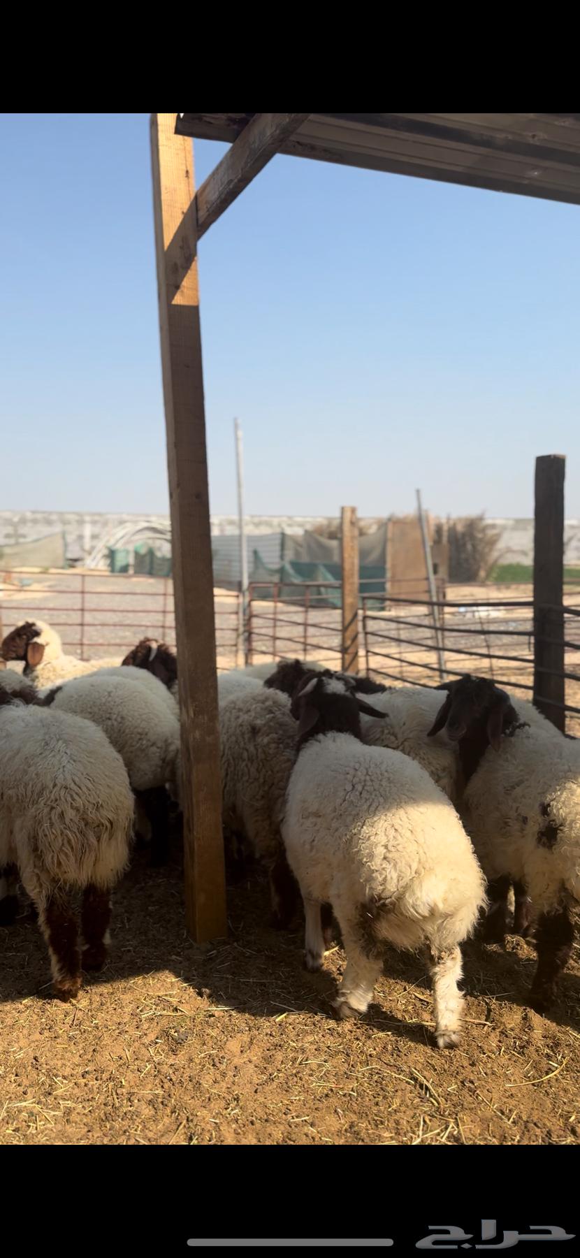 ذبايح نعيم بلدي هرافي63258876001026113
